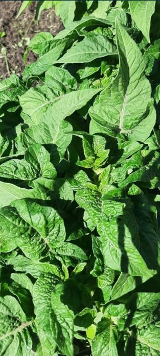 Продам  рассаду Помидоры  ,перец  ,,баклажаны