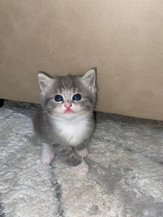 Котенка в хорошие руки