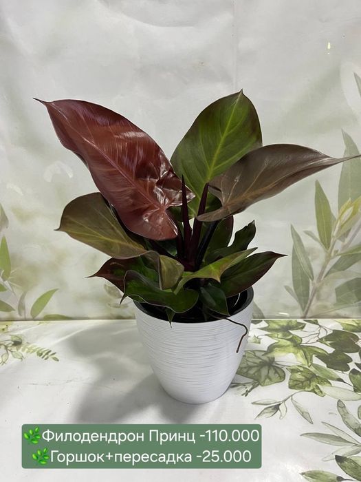 Аглаонема, Калатея, Филодендрон  и др