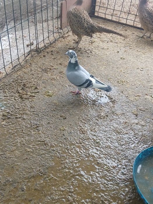 Porumbei de vânzare