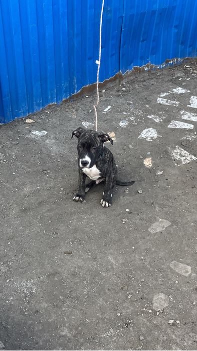 Продам щенка питбуля