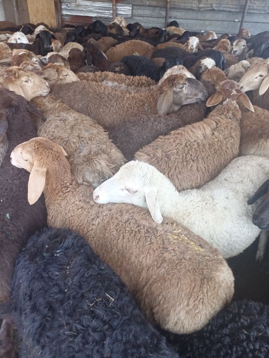 Кой токты кой кой бараны