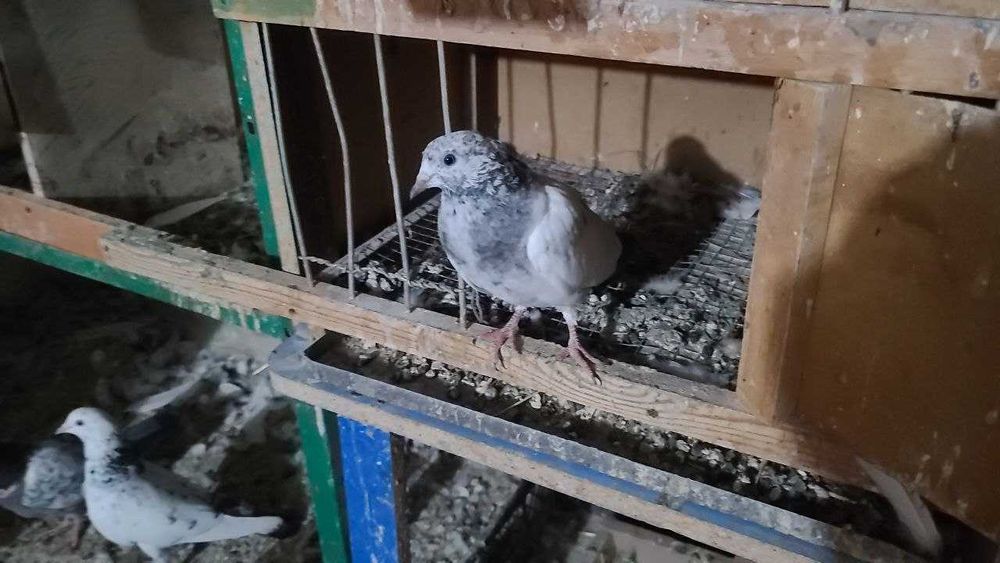 Продам пискунов от высоко лётных игровых ИНДОПАКИСТАНЦЕВ