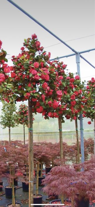 Camelias copac plante ornamentale calitate