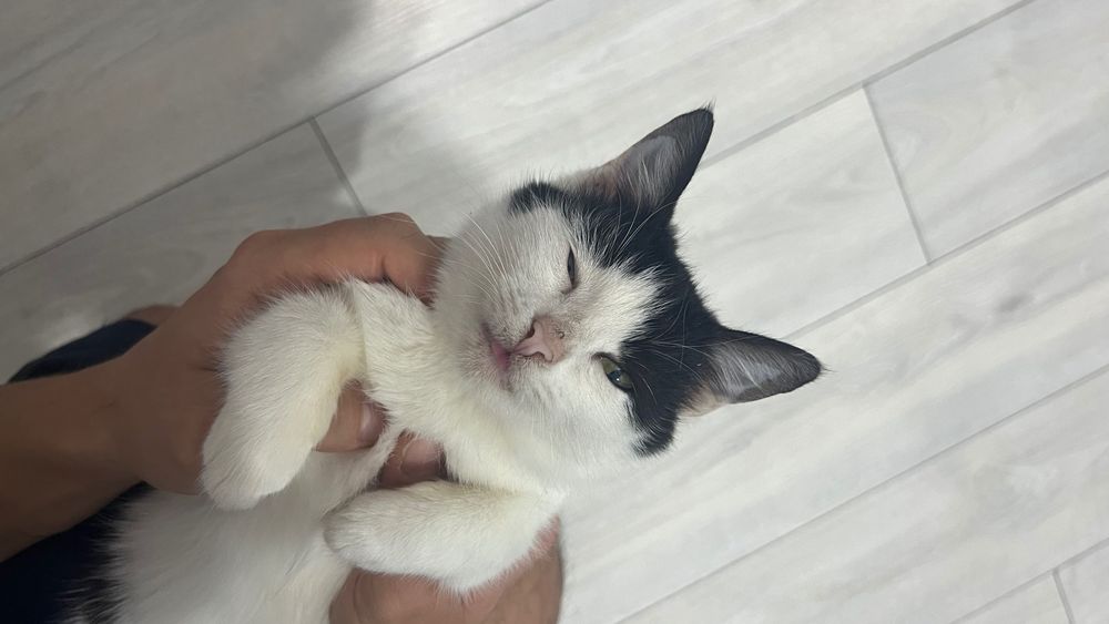 Кошка в добрые руки