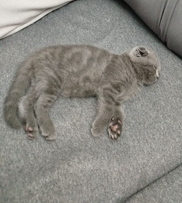 Котенок Скотиш фолд