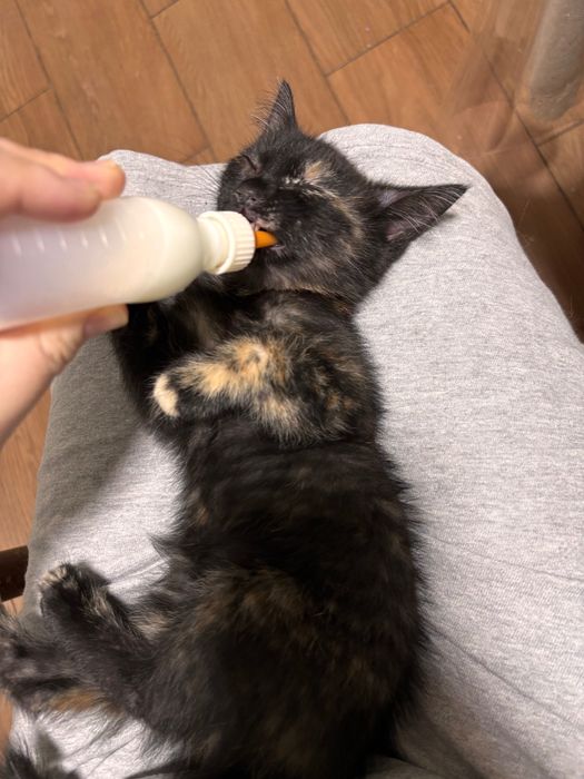 Котенок трехцветка (девочка)  ищет дом