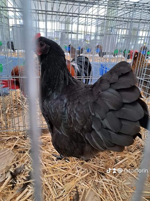 Ouă  si pui australorp negru calitate premium rasă pură