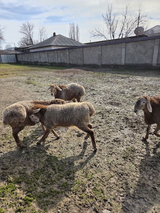 Арашан тоқты қошқар