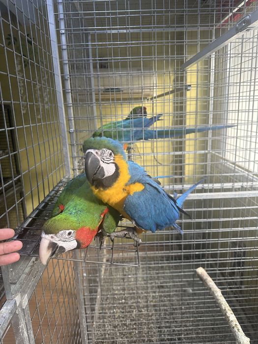 Pui papagal ara araruna