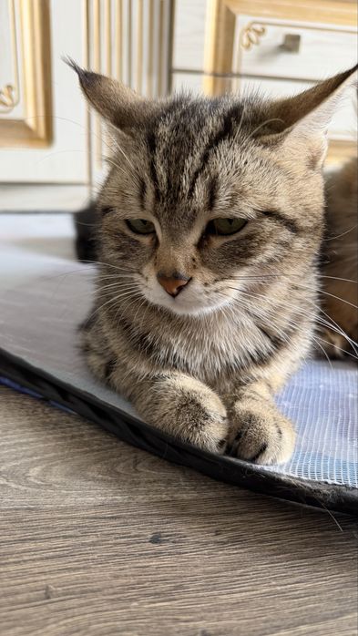 Очень умная кошка