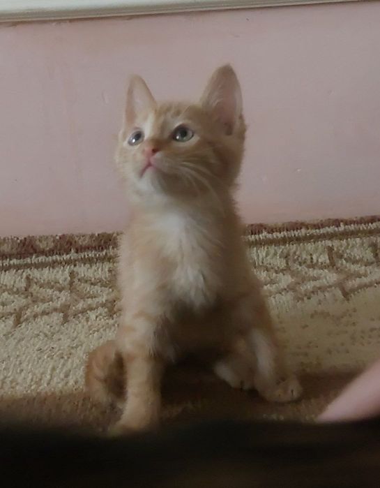 Котят домашный и умний