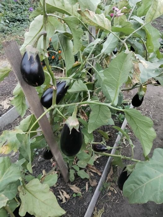 Баклажаны домашние