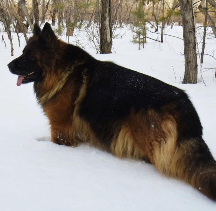 Питомник Немецких овчарок. Щенки. Продам.