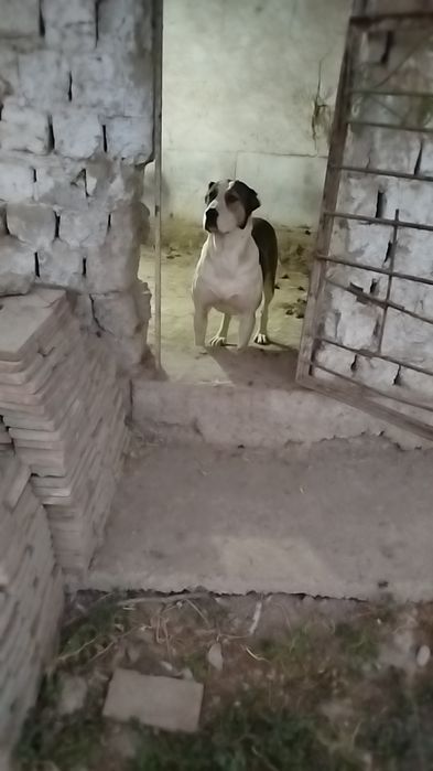 Urgochi alabay sotiladi malchik linya