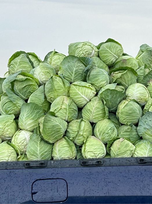 Vand varza pentru murat si porumb productie 2025