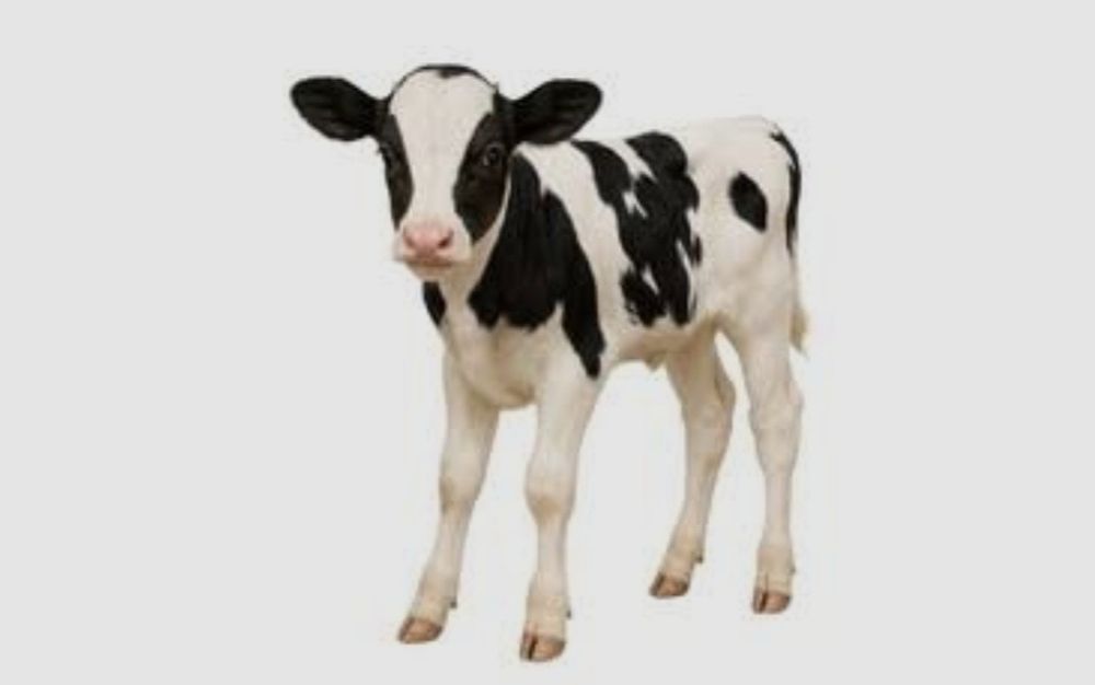 Vând jumătate de vitel