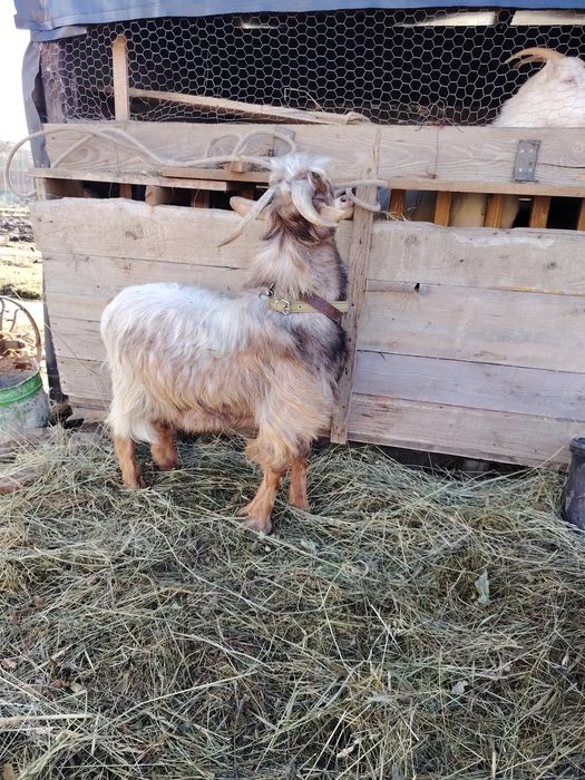 Țap de vânzare comuna Iclod sat Orman