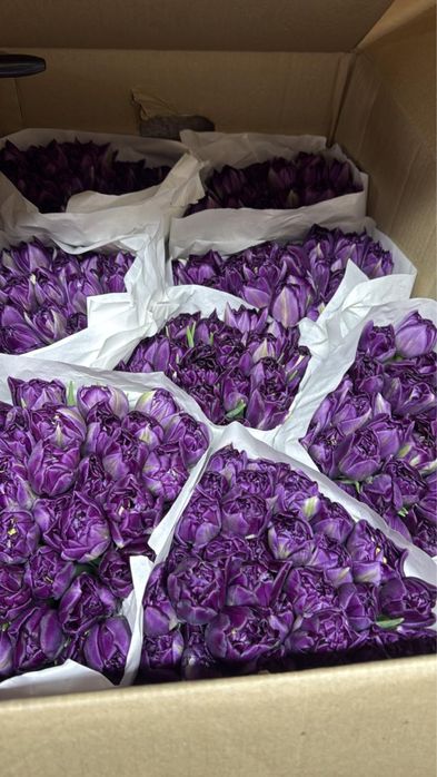 Тюльпаны в розницу 700 тг