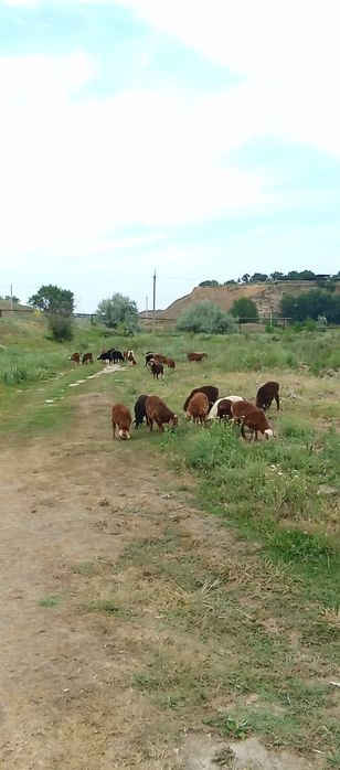 Срочно Продам баранов(тохтышки)