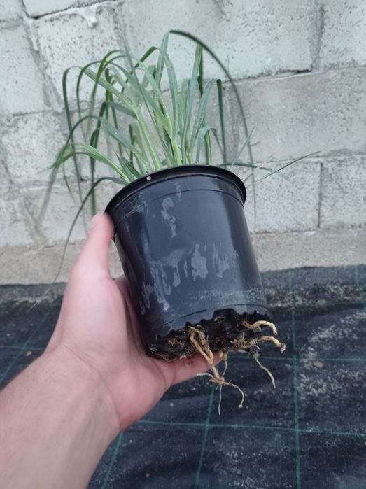 Пампаска трева Кортадерия