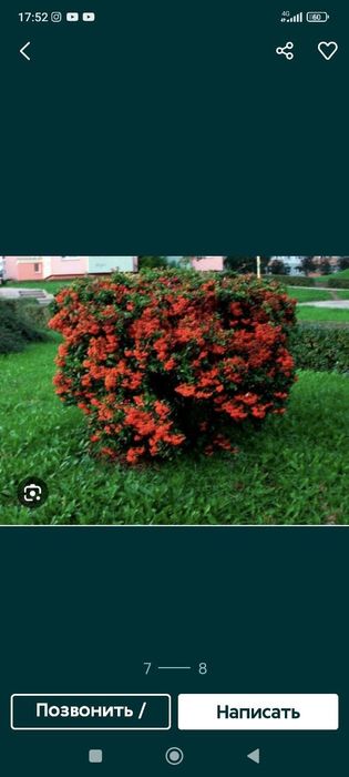 Пираканта кустарник