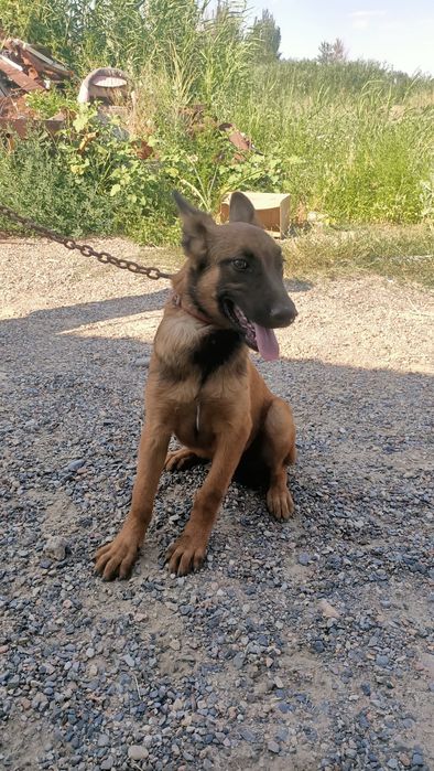 Продам шенок Бельгискои овчарки