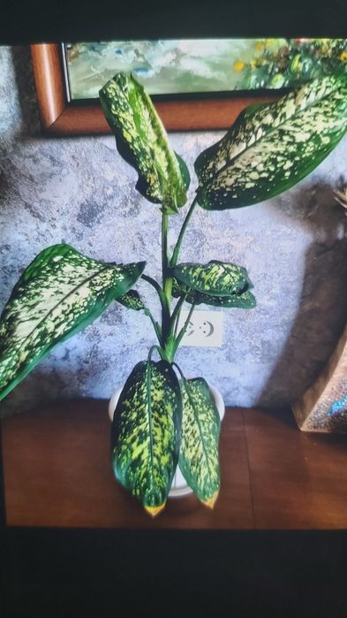 Домашние цветы 1000