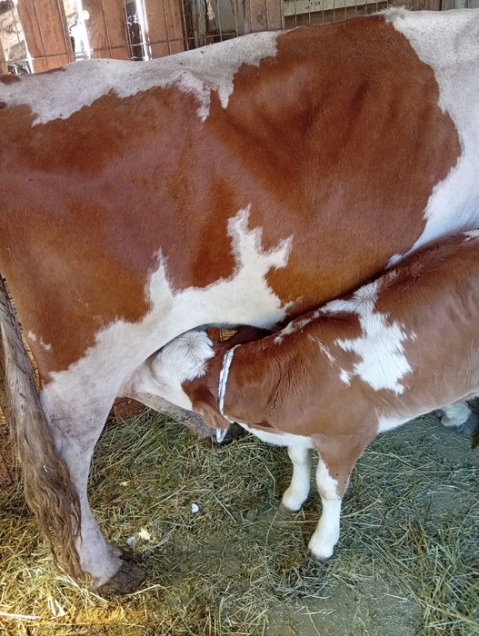 Vaca cu vitea de vanzare