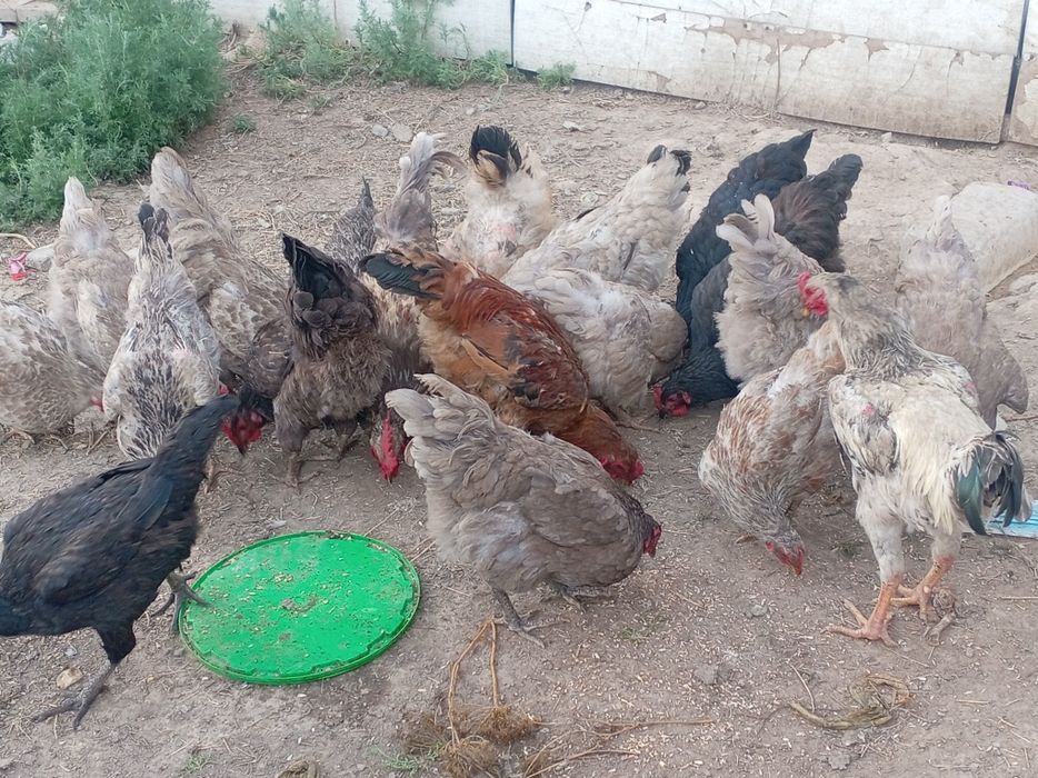 Продам курей этих