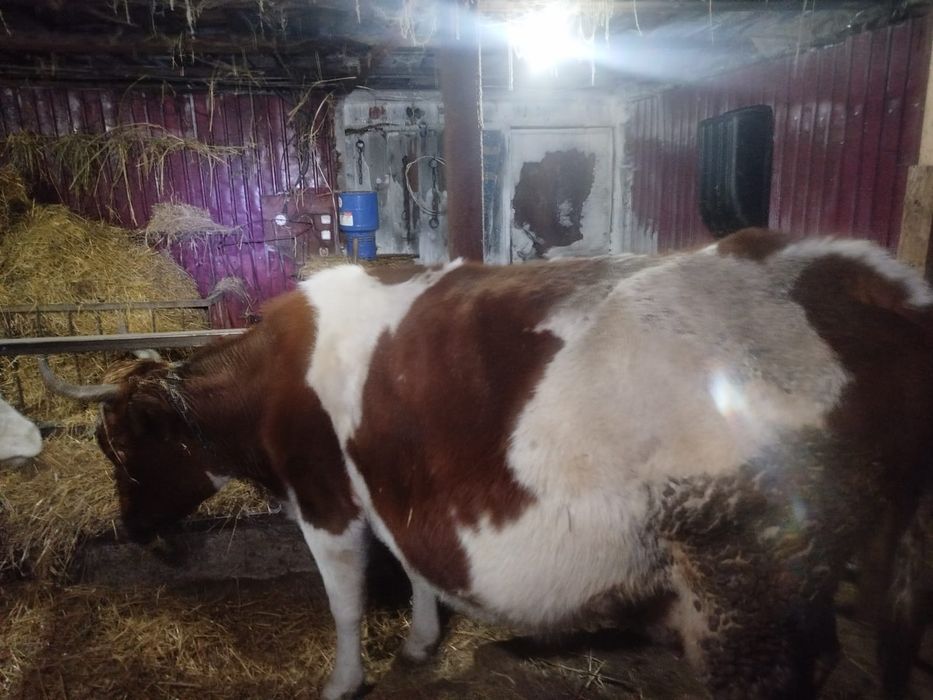 Продам 4 коровы и 1 тёлочка