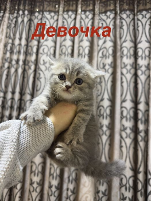 Toza scotch straight