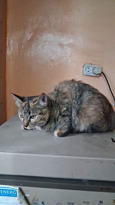 Котята мырғаулар