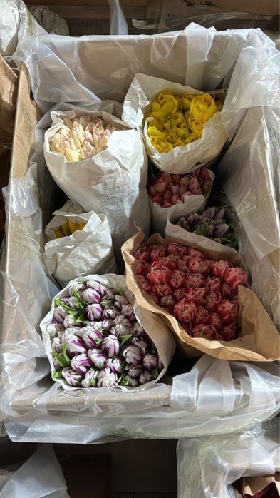 ТЮЛЬПАНЫ от 600 тг.