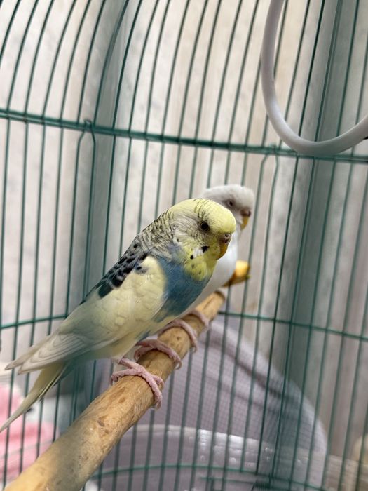 Ручные попугаи