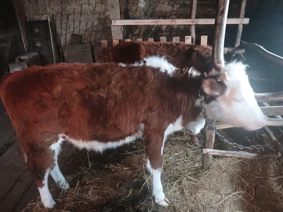 Продам двух телок