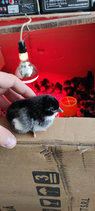 Oua si pui jersey giant