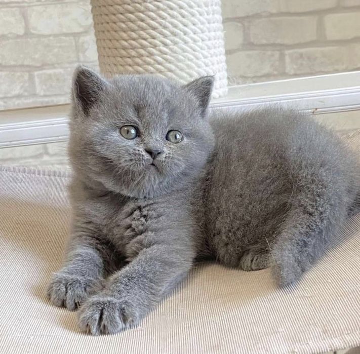 British shorthair fetiță