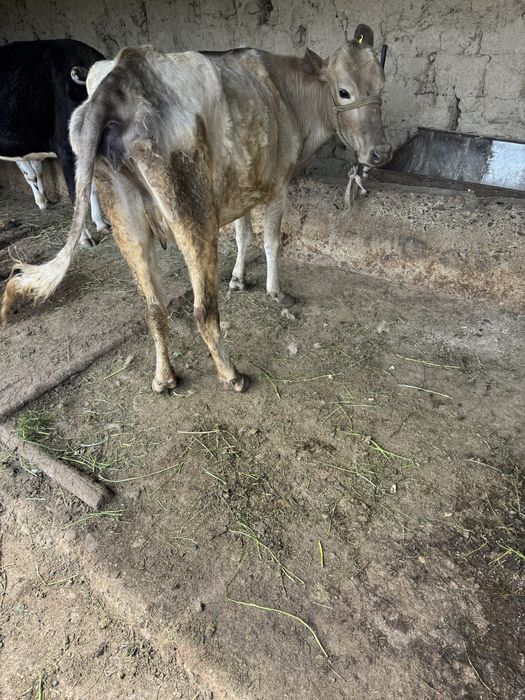 Парода Бұзаулы Сиыр