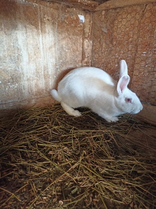 Vand sau schimb iepuri hycole francez