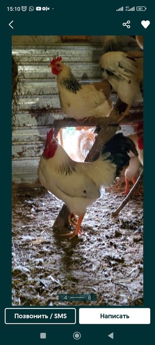 Продам яйца инкубационный