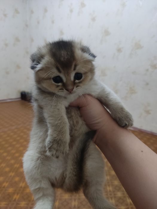 Scottish fold strayt