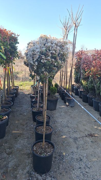 Plante ornamentale ptr gradina magnolia arțar japonezi Măslini palmier