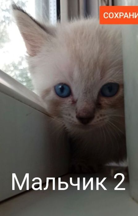 Продаётся котёнок