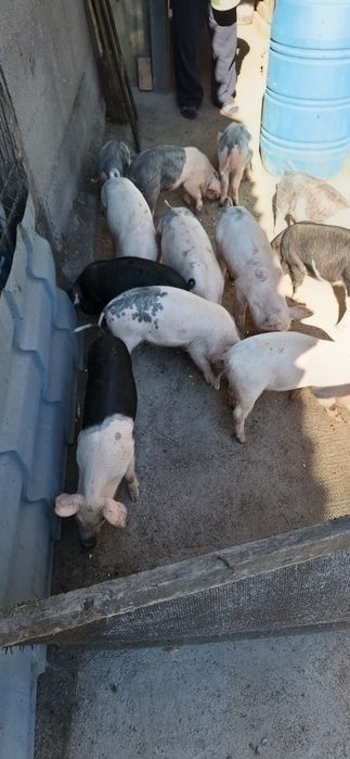 Animale femele si masculi