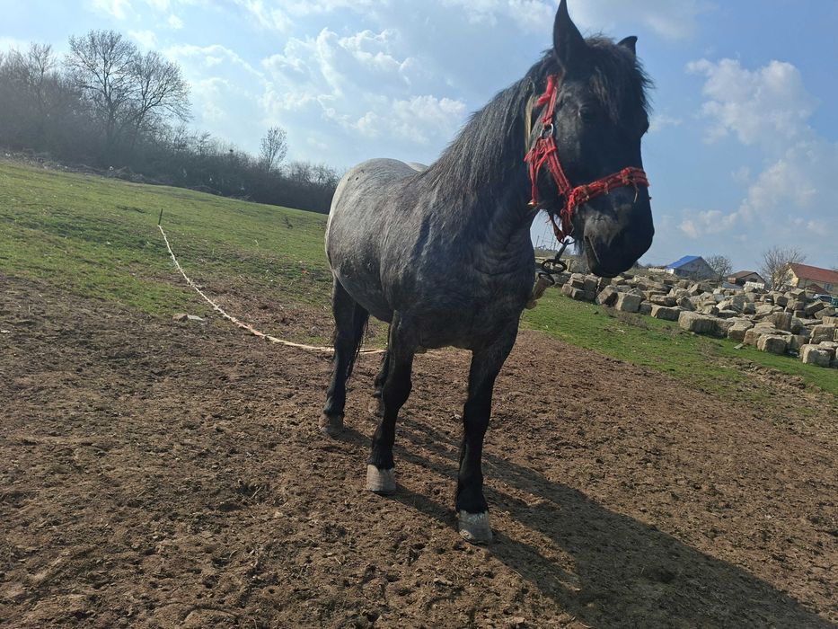 Vand manza, 3 ani si 8 luni!