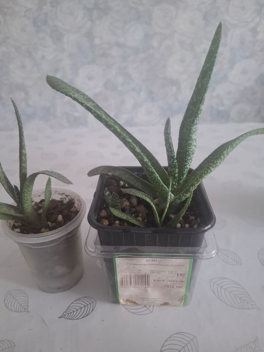 Продам суккуленты