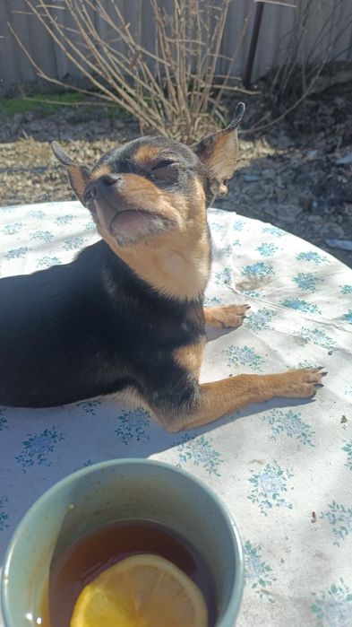 Вязка  кабель чихуахуа