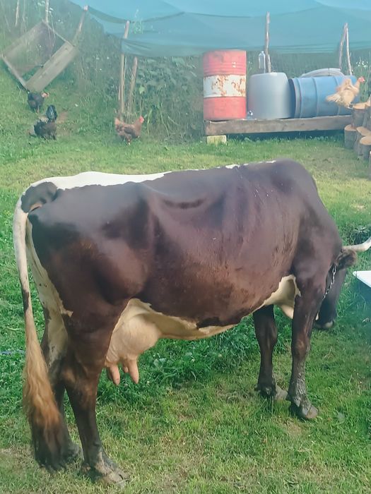Vaca de vânzare...