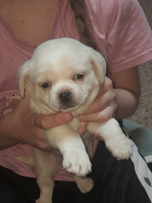 Продам щенков девочки метисы